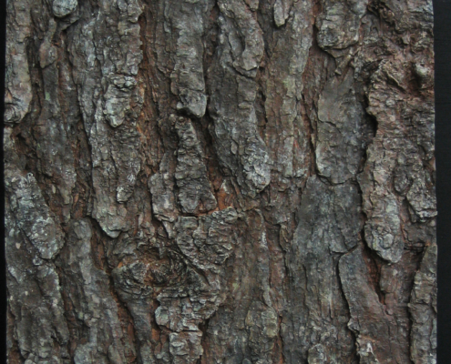 expertise_bark-texture-close-up-2.jpg