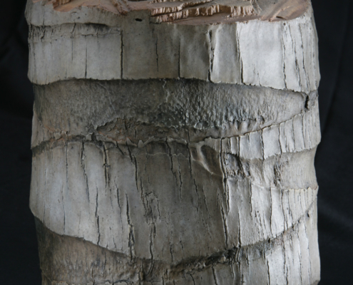 expertise_coconut-palm-log.jpg